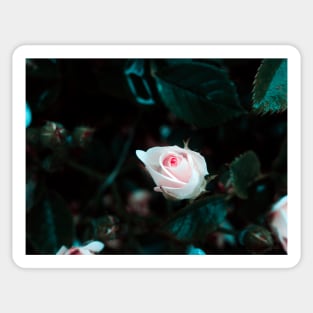 Rose in the Dark - macro photography Sticker